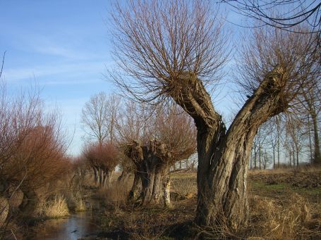 Moers : Kopfweiden am Moersbach